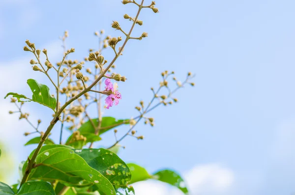 Růžový květ — Stock fotografie