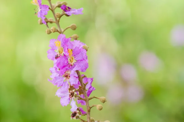 Flor rosa — Foto de Stock