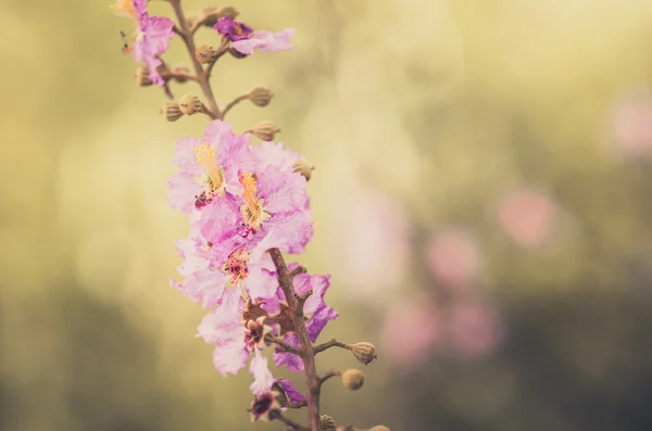 粉红色的花复古 — 图库照片