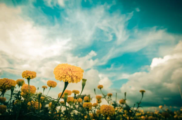Caléndulas o Tagetes flor erecta vendimia —  Fotos de Stock