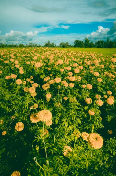 Calendule o Tagete erecta fiore vintage — Foto Stock