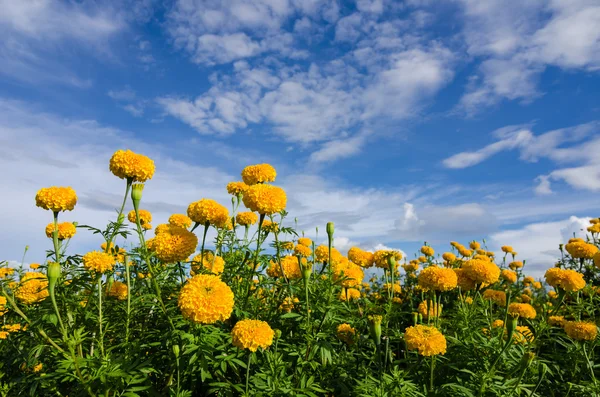 marigolds veya tagetes erecta çiçek