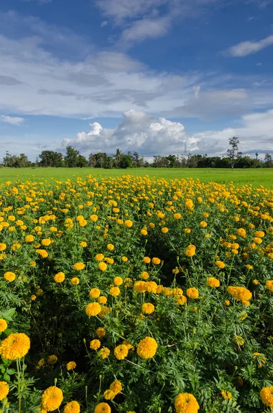 Marigolds eller Tagetes erecta blomst – stockfoto