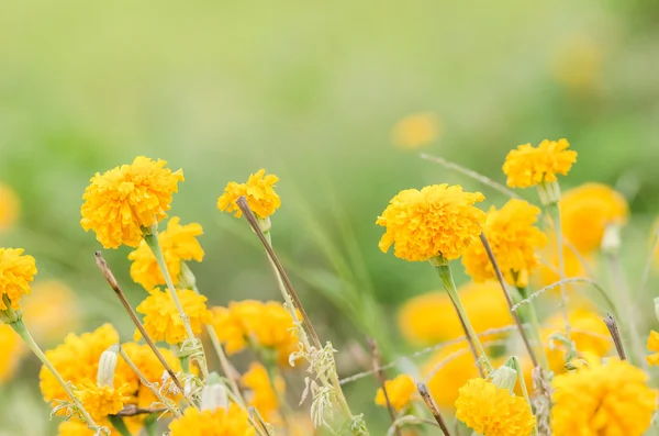 Marigolds ou Tagetes erecta flor — Fotografia de Stock