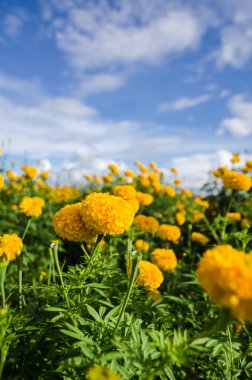 marigolds veya tagetes erecta çiçek