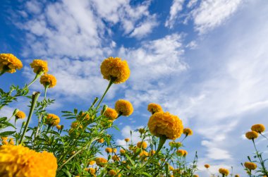 marigolds veya tagetes erecta çiçek
