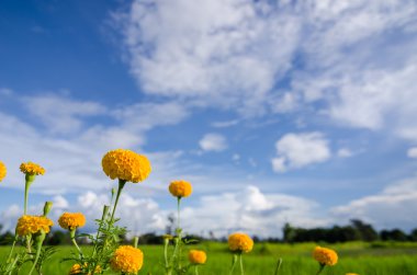 marigolds veya tagetes erecta çiçek