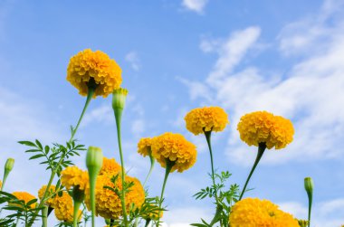 marigolds veya tagetes erecta çiçek