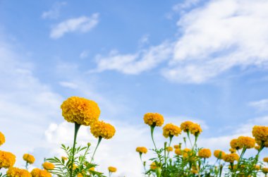 marigolds veya tagetes erecta çiçek