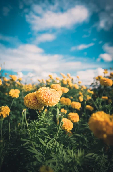 Caléndulas o Tagetes flor erecta vendimia —  Fotos de Stock