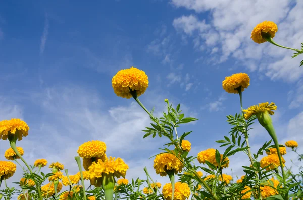 Marigolds eller Tagetes erecta blomst – stockfoto