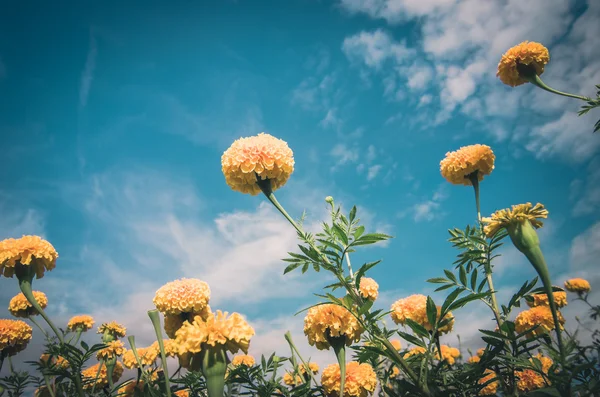 Marigolds eller Tagetes erecta blomsterårgang – stockfoto