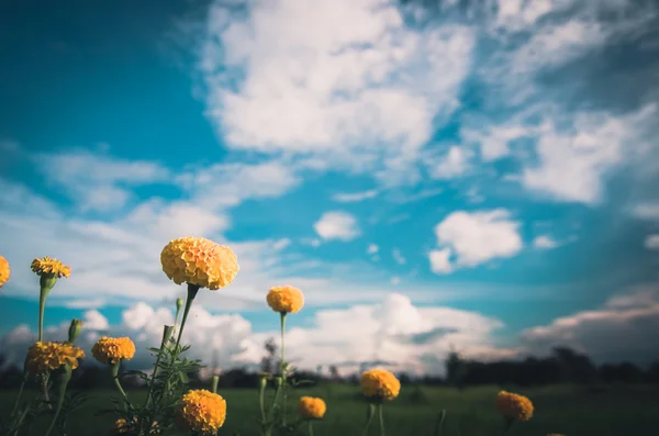 Tagetes of Afrikaantje erecta bloem vintage — Stockfoto