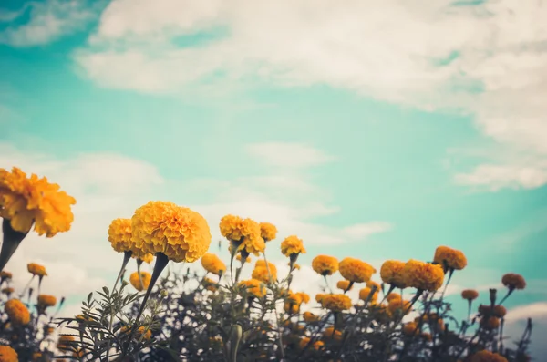 Marigolds ou Tagetes erecta flor vintage — Fotografia de Stock