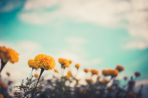 Ringelblumen oder Tagetes erecta Blume Jahrgang — Stockfoto