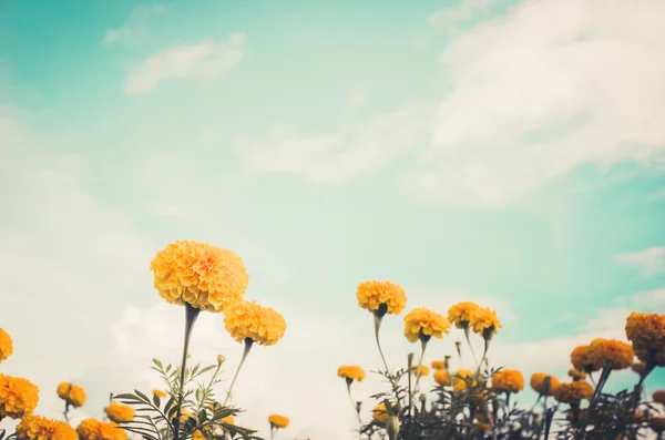 Marigolets ou Tagetes erecta vintage fleur — Photo