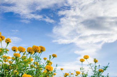 marigolds veya tagetes erecta çiçek