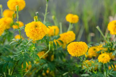 marigolds veya tagetes erecta çiçek