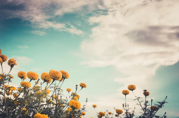 Marigolds or Tagetes erecta flower vintage — Stock Photo, Image