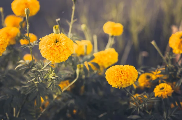 Ringelblumen oder Tagetes erecta Blume Jahrgang — Stockfoto