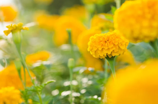 Ringelblumen oder Tagetes erecta Blume — Stockfoto