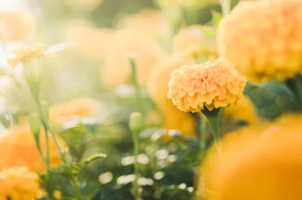 Ringelblumen oder Tagetes erecta Blume Jahrgang — Stockfoto