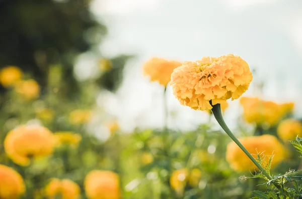 Ringelblumen oder Tagetes erecta Blume Jahrgang — Stockfoto