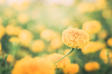 marigolds veya tagetes erecta çiçek vintage