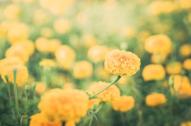 marigolds veya tagetes erecta çiçek vintage