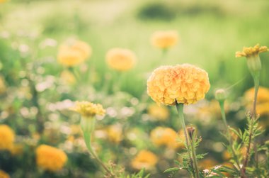 marigolds veya tagetes erecta çiçek vintage