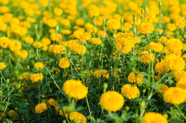 marigolds veya tagetes erecta çiçek