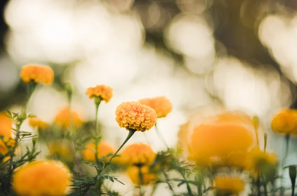 Ringelblumen oder Tagetes erecta Blume Jahrgang — Stockfoto