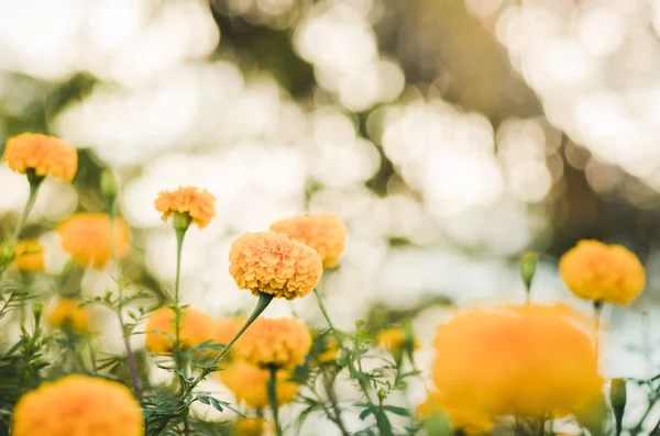 Caléndulas o Tagetes flor erecta vendimia — Foto de Stock
