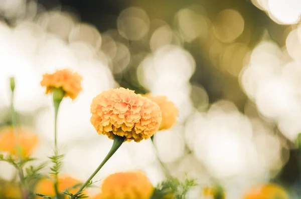 Ringelblumen oder Tagetes erecta Blume Jahrgang — Stockfoto