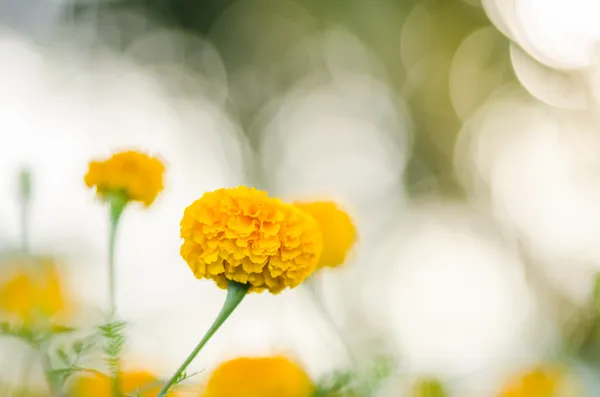 Caléndulas o Tagetes flor erecta — Foto de Stock