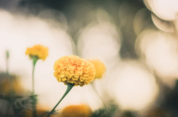 Marigolds veya tagetes erecta çiçek vintage — Stok fotoğraf