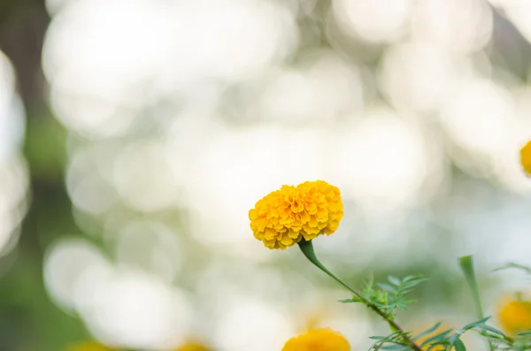 Ringelblumen oder Tagetes erecta Blume — Stockfoto