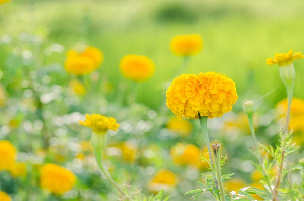 Caléndulas o Tagetes flor erecta —  Fotos de Stock