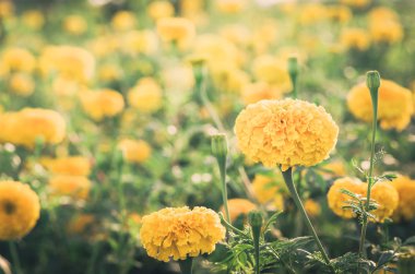 marigolds veya tagetes erecta çiçek vintage