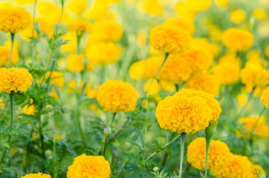marigolds veya tagetes erecta çiçek