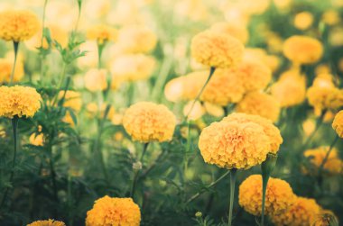 marigolds veya tagetes erecta çiçek vintage