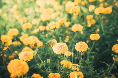 marigolds veya tagetes erecta çiçek vintage