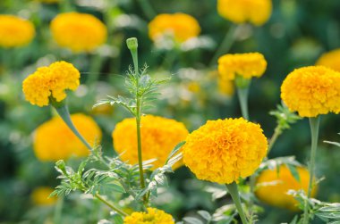 marigolds veya tagetes erecta çiçek