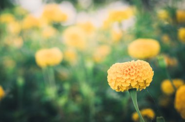 marigolds veya tagetes erecta çiçek vintage