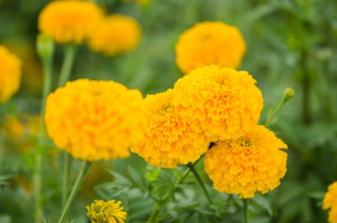 marigolds veya tagetes erecta çiçek