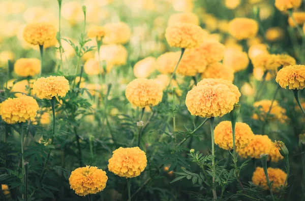 Ringelblumen oder Tagetes erecta Blume Jahrgang — Stockfoto