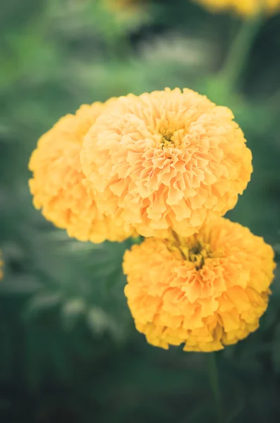 Ringelblumen oder Tagetes erecta Blume Jahrgang — Stockfoto