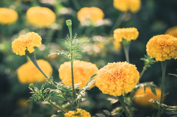 Caléndulas o Tagetes flor erecta vendimia —  Fotos de Stock