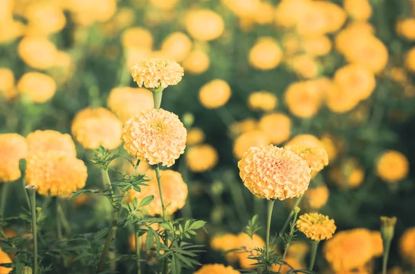 Ringelblumen oder Tagetes erecta Blume Jahrgang — Stockfoto