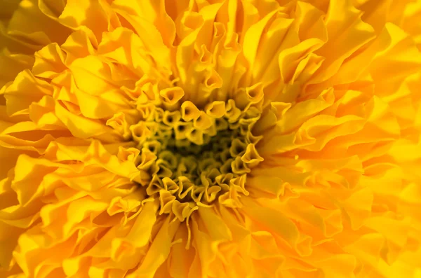 Marigolds ou Tagetes erecta flor — Fotografia de Stock